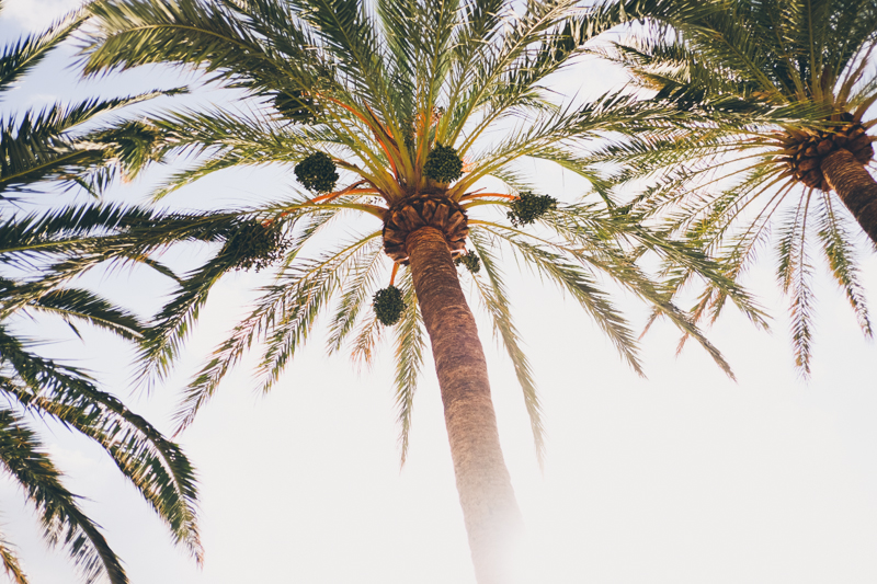 Palm trees in Port de Soller in Mallorca, streets of the old town. Destination travel photography by destination wedding photographer Miss Gen Photography.