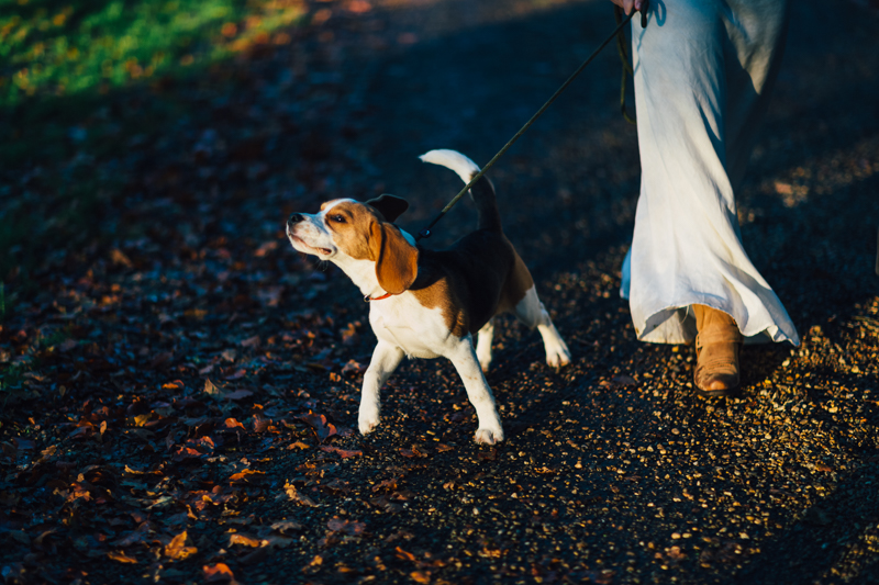 wedding photography with dog